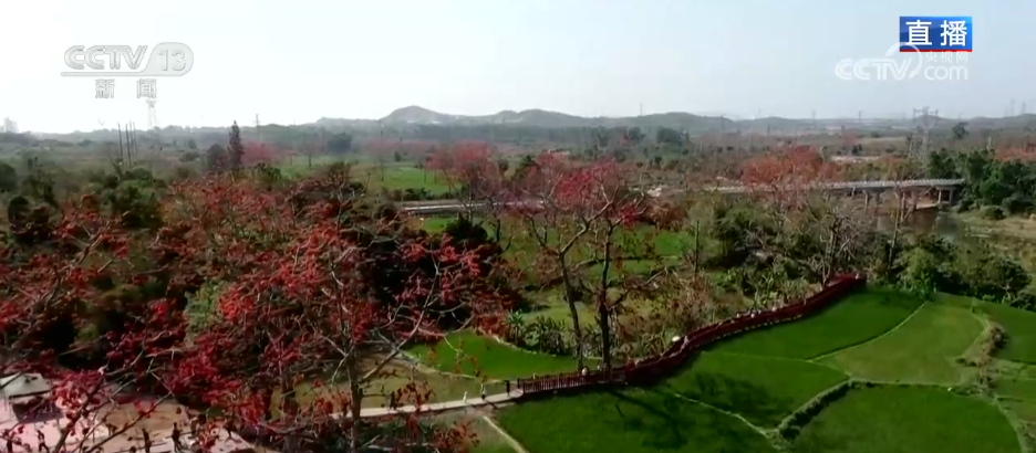 唱好“花为媒” 发展“花经济” 各地抢抓“春日经济”流量红利(图1)