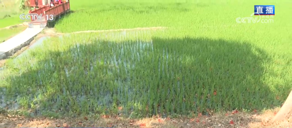 唱好“花为媒” 发展“花经济” 各地抢抓“春日经济”流量红利(图4)