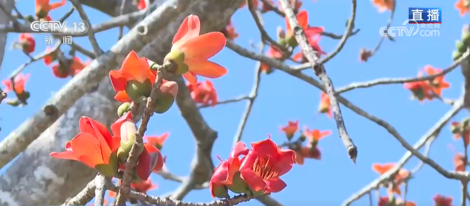 唱好“花为媒” 发展“花经济” 各地抢抓“春日经济”流量红利(图2)