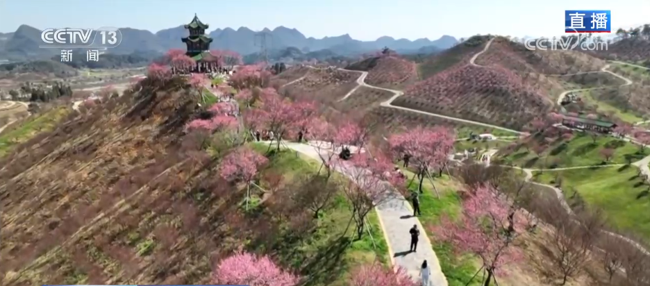 唱好“花为媒” 发展“花经济” 各地抢抓“春日经济”流量红利(图7)
