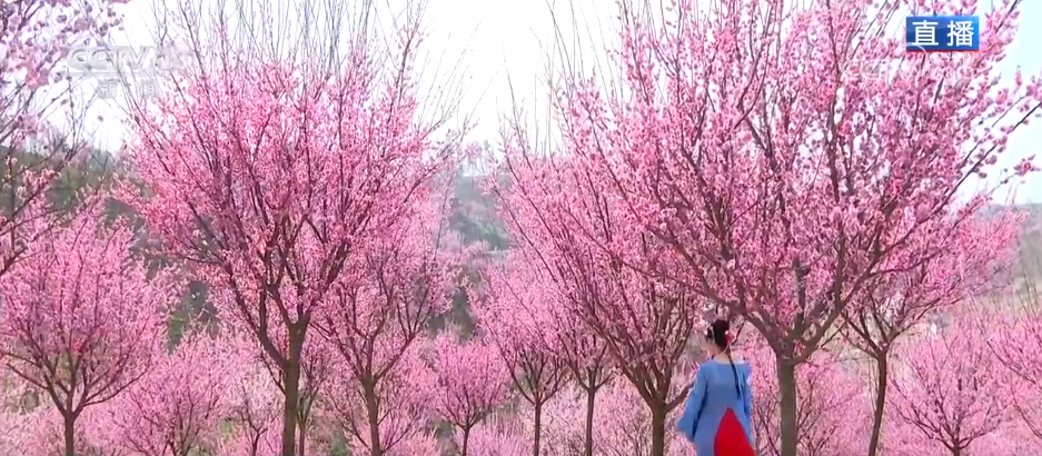 唱好“花为媒” 发展“花经济” 各地抢抓“春日经济”流量红利(图8)