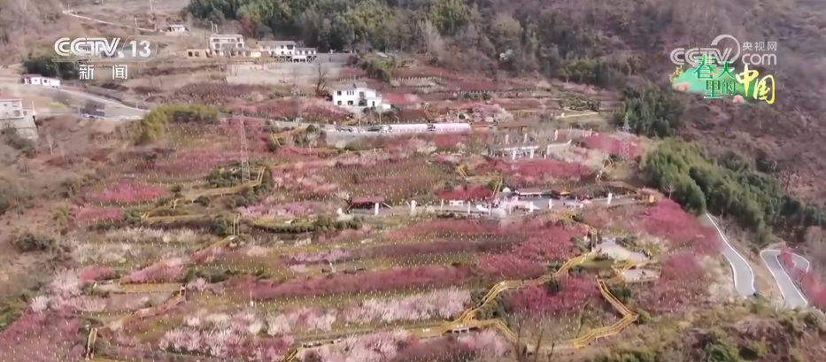 唱好“花为媒” 发展“花经济” 各地抢抓“春日经济”流量红利(图14)