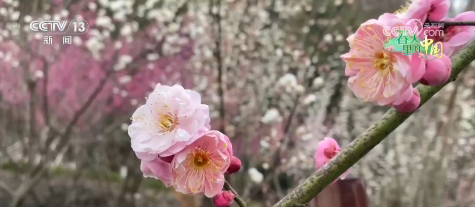 唱好“花为媒” 发展“花经济” 各地抢抓“春日经济”流量红利(图13)