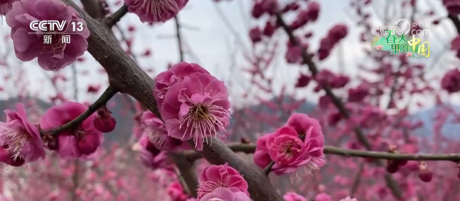 唱好“花为媒” 发展“花经济” 各地抢抓“春日经济”流量红利(图12)