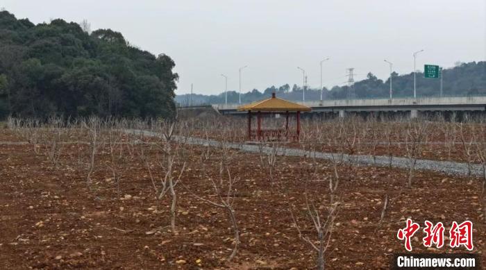 （乡村行·看振兴）荒山变果园 江西九江八里湖新区多元发展促振兴(图1)