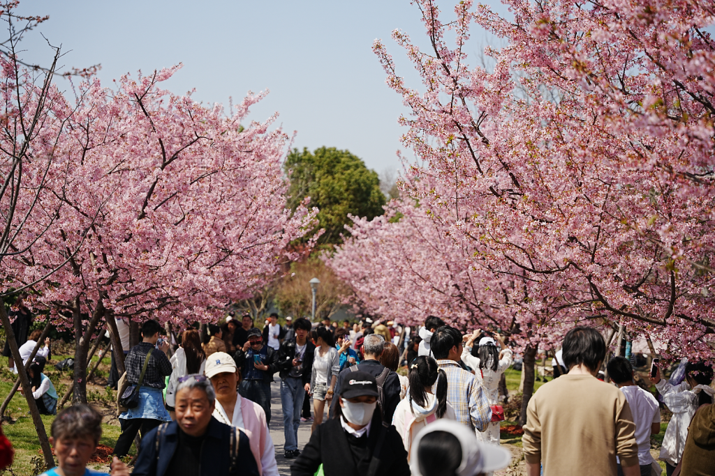 赏花季多地“全城出动”：上海顾村公园单日接待游客超10万人次(图1)