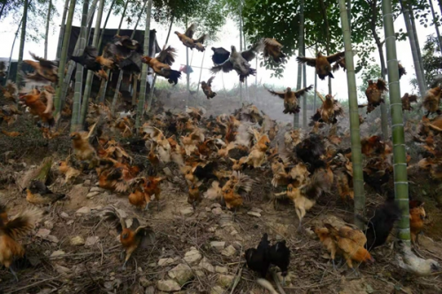 “鸡皇后”三十年让乌鸡成了金凤凰 圆了上万贫困人口脱贫梦(图3)