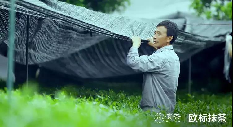 你喝的抹茶,可能只是“替身”(图3) 你喝的抹茶,可能只是“替身”(图3)