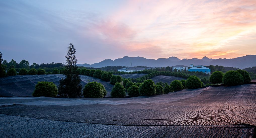在中国,怎么样才能做出好抹茶?(图4) 在中国,怎么样才能做出好抹茶?(图4)