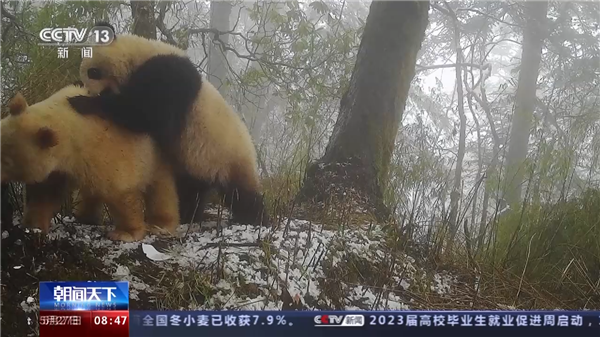 全球唯一白色大熊猫影像首公开：已经成年了(图2)